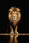 tableau réaliste grand lion fond noir