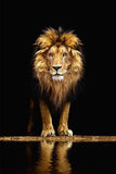 tableau réaliste grand lion fond noir