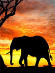 Tableau ciel orange éléphant