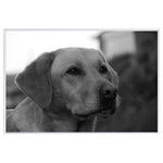 tableau photo noir et blanc d’un labrador