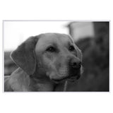 tableau photo noir et blanc d’un labrador