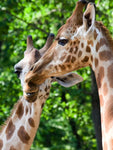 Affiche photo couple de girafes