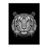 Affiche fond noir visage tigre
