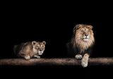 tableau nature lion et lionne