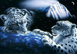 Affiche tigre blancs montagne blanche