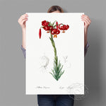 Affiche fond blanc fleur rouge grande tige