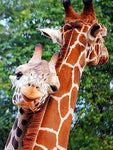 Affiche photo câlin bébé girafe