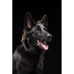 tableau photo berger allemand
