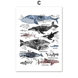 affiche animaux marin