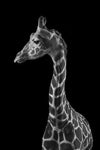 cadre girafe fond noir