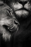 tableau photo lion mâle et femelle