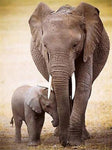 Tableau peinture réaliste maman et bébé éléphant