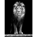 Affiche fond noir lion majestueux