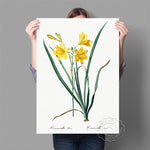 Affiche fond blanc fleur jaune tige berte