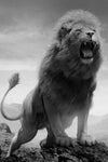 tableau photo lion majestueux noir et blanc