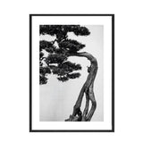 affiche noir et blanc arbre japonais