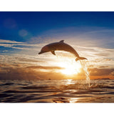 Cadre dauphin coucher de soleil