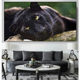 tableau lion calme