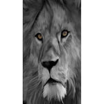 tableau photo noir et blanc lion yeux verts
