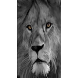 tableau photo noir et blanc lion yeux verts