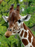 Affiche photo girafe de face