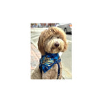 tableau moderne chien foulard bleu