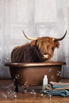 tableau vache dans une baignoire