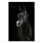 Cadre fond noir cheval noire