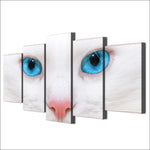 affiche chat blanc yeux bleus 