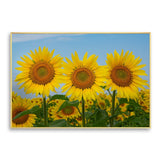 tableau champ de tournesol