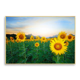 tableau champ de tournesol