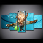 tableau chien dans un piscine