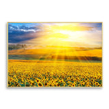 tableau champ de tournesol