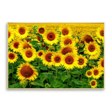 tableau champ de tournesol