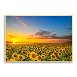 tableau champ de tournesol