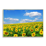 tableau champ de tournesol