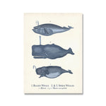 Retro Ocean Nautilus Whales Animal Poster Prints Vintage 