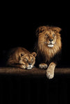tableau poster lion et lionne