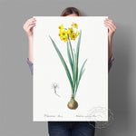 Affiche fond blanc fleur jaune grande tige