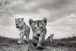 poster lion 1 pièce Lionceaux noir et blanc