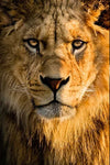 tableau tête lion d’Afrique