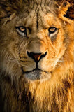 tableau tête lion d’Afrique