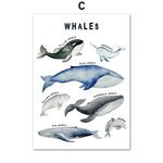 Cadre pleins de baleines fond blanc