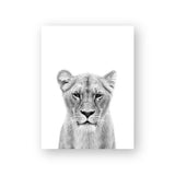 tableau lion gris fond blanc