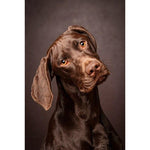 tableau photo berger allemand