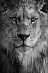 tableau tête lion d’Afrique
