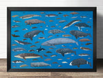 affiche pleins de baleines fond bleu