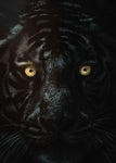 tableau tigre noir