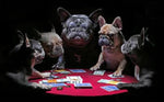 Tableau chien table jeu de carte