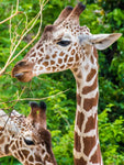 Affiche photo girafe qui mange des feuilles